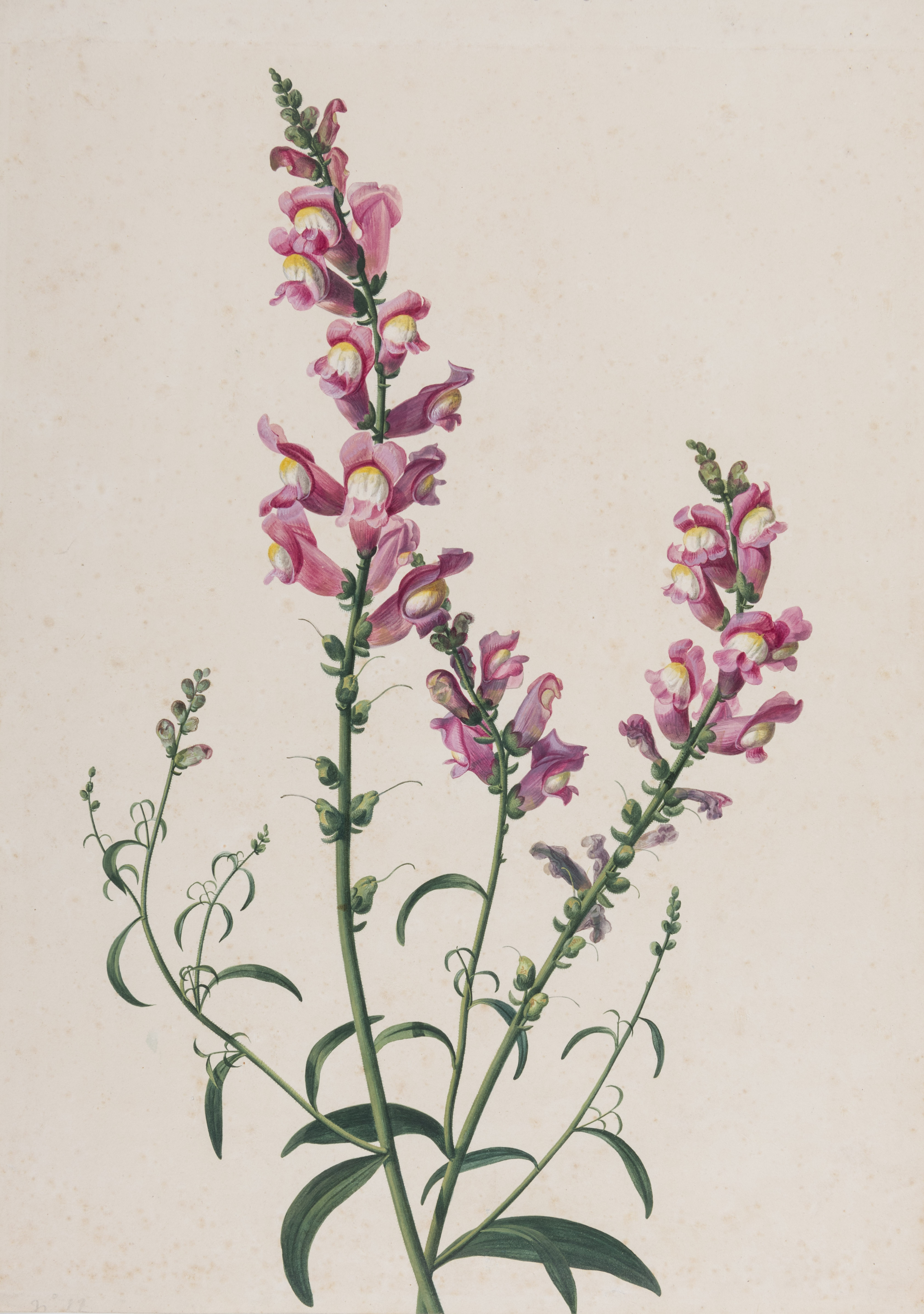 Snapdragons