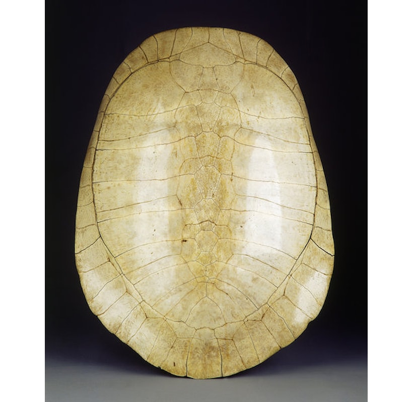 Karapaste Shell A Rare Blond Turtle Shell Carapace | MasterArt