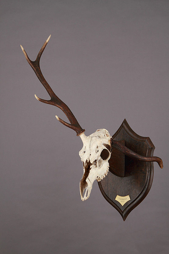 A collection of Late Victorian Roland Ward Mounted 'Deformed' Antlers ...