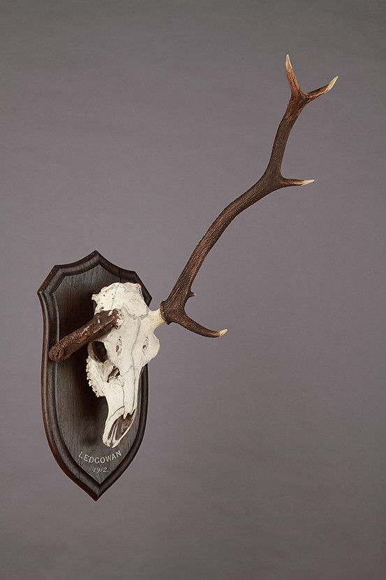 A collection of Late Victorian Roland Ward Mounted 'Deformed' Antlers ...